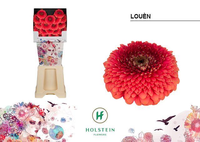 Срезанные цветы оптом Germini diamond louen от 80шт из Голландии с доставкой по России