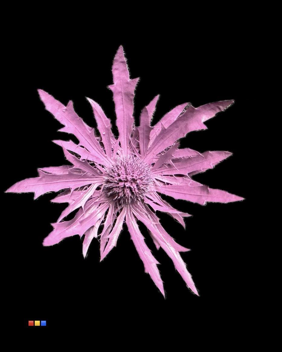 Срезанные цветы оптом Eryngium paint cerise от 40шт. из Голландии с доставкой по России