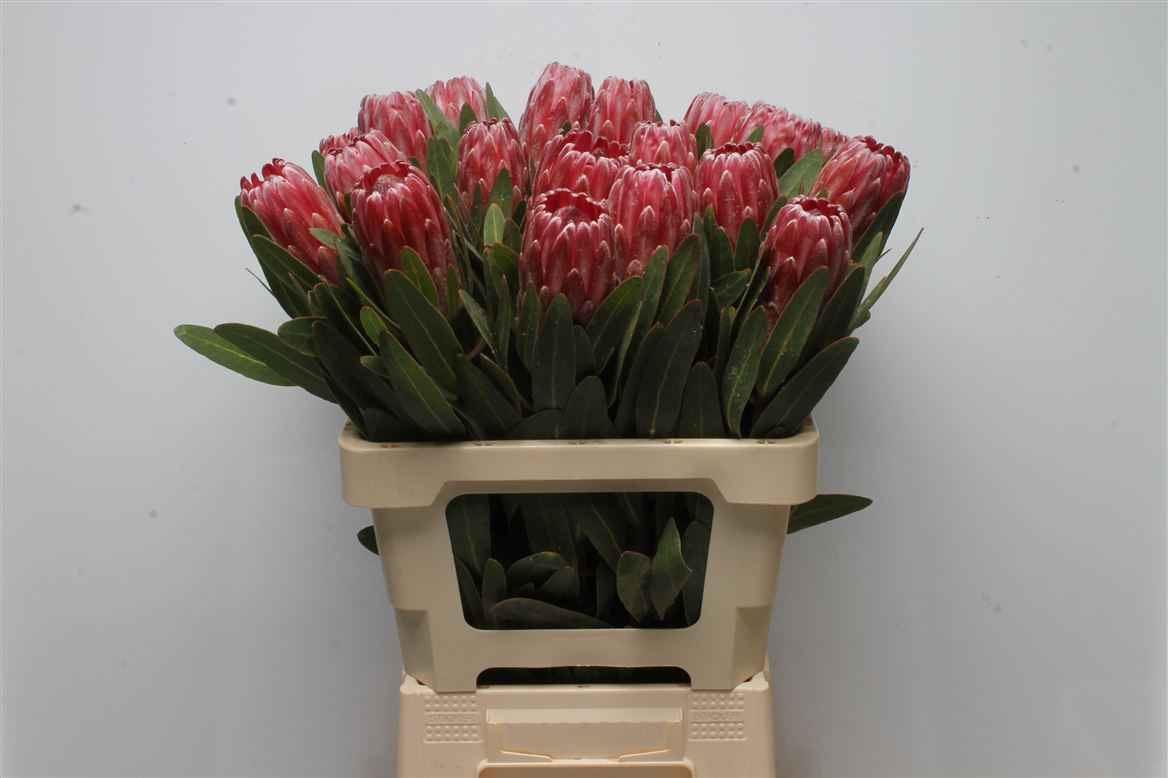 Срезанные цветы оптом Protea lancelot от 20шт из Голландии с доставкой по России