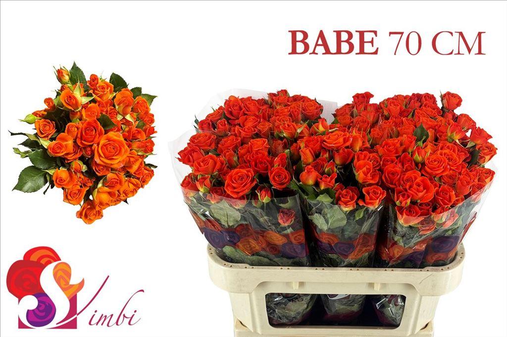 Срезанные цветы оптом Rosa spray babe A от 50шт из Голландии с доставкой по России
