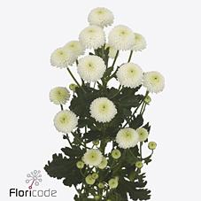 Срезанные цветы оптом Chrys sp newton от 80шт. из Голландии с доставкой по России