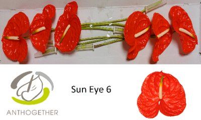 Срезанные цветы оптом Anthurium sun eye от 6шт из Голландии с доставкой по России