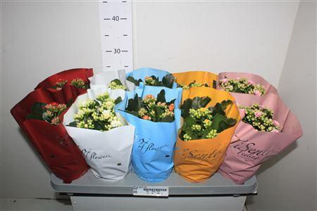 Горшечные цветы и растения оптом Kal Ge Gem 5 Kl Tisento P12 от 10шт из Голландии с доставкой по России