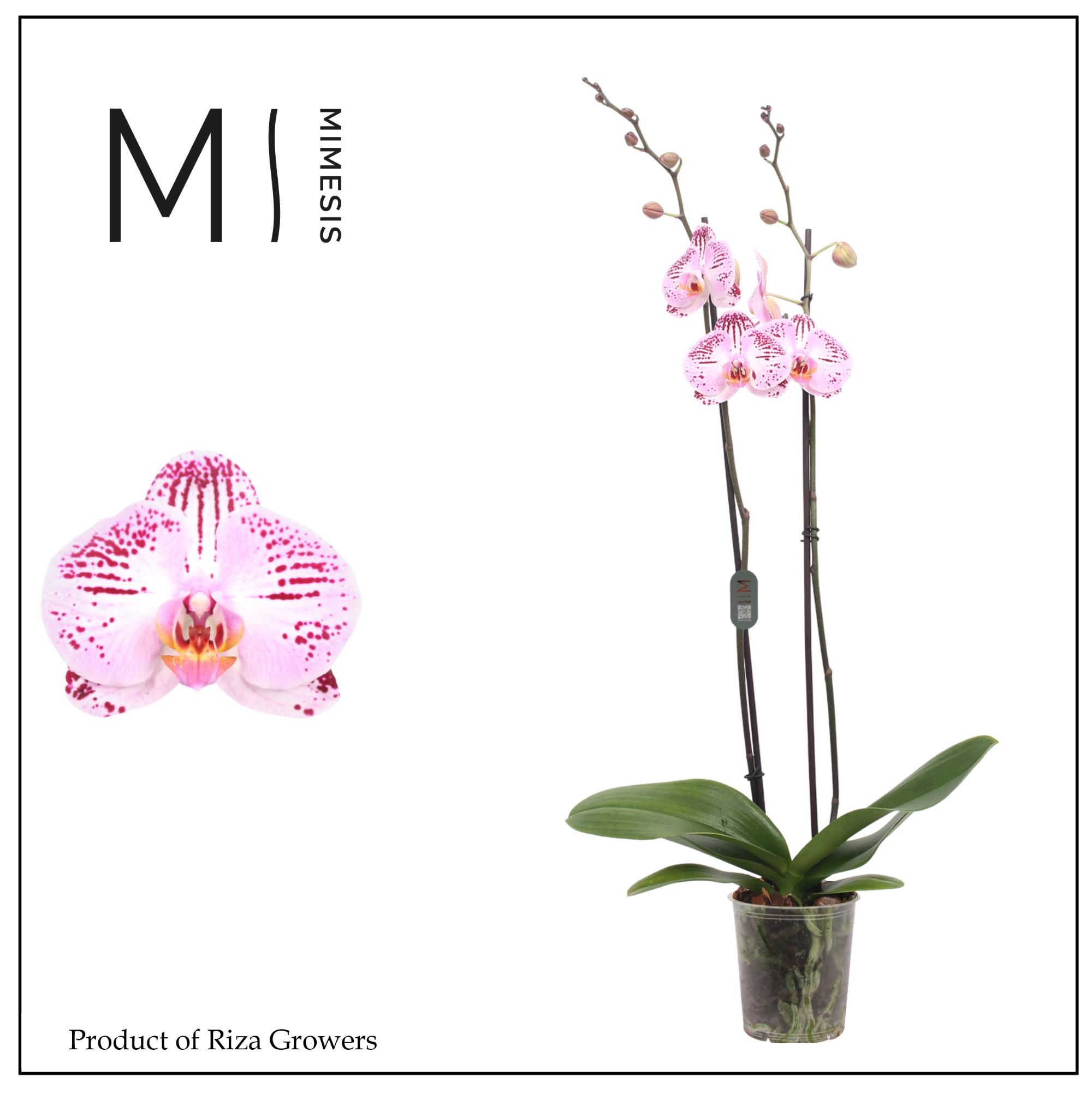 Горшечные цветы и растения оптом Phalaenopsis Cassie 2 Spike - 12cm | Mimesis от 10шт из Голландии с доставкой по России