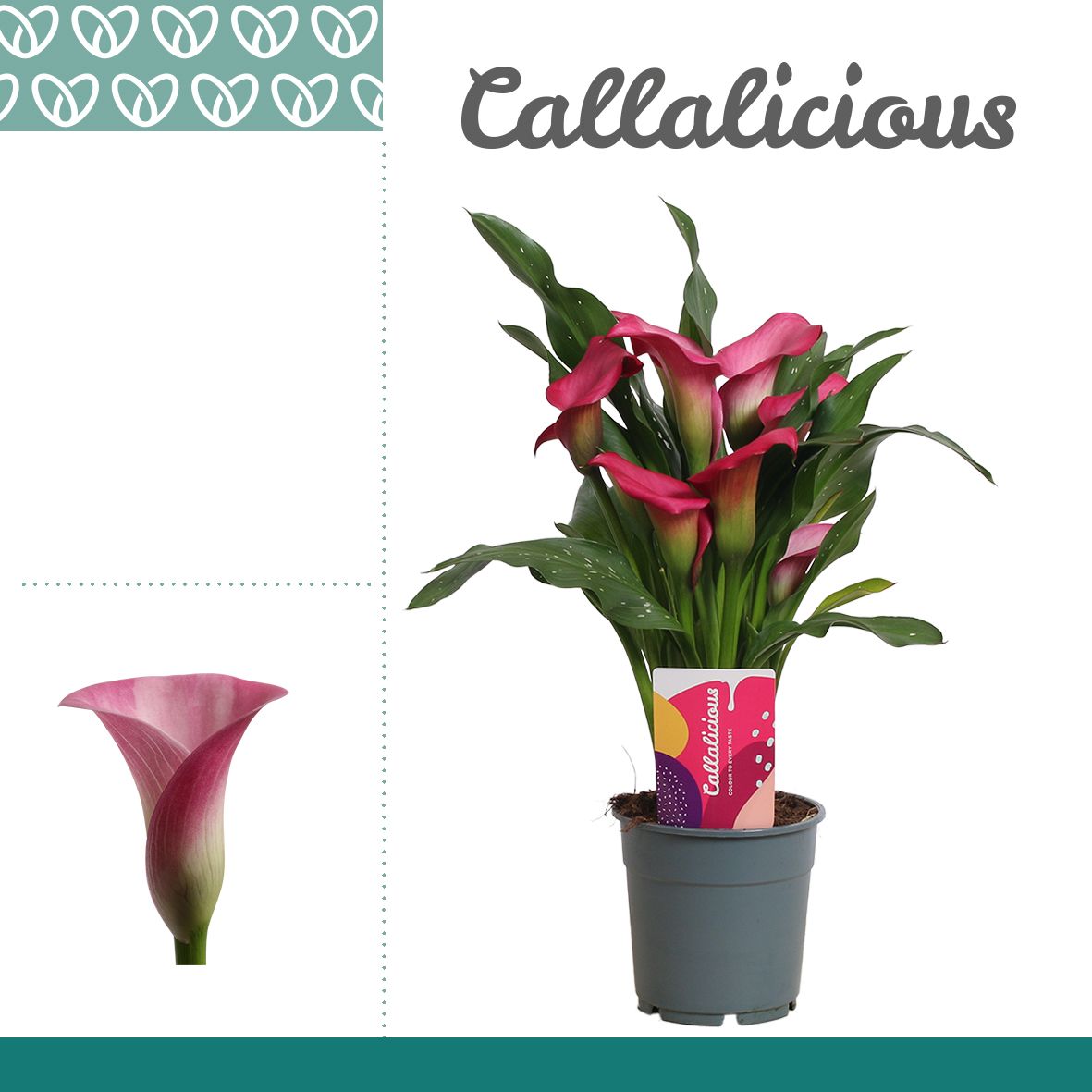 Горшечные цветы и растения оптом Zantedeschia Pink от 10шт из Голландии с доставкой по России