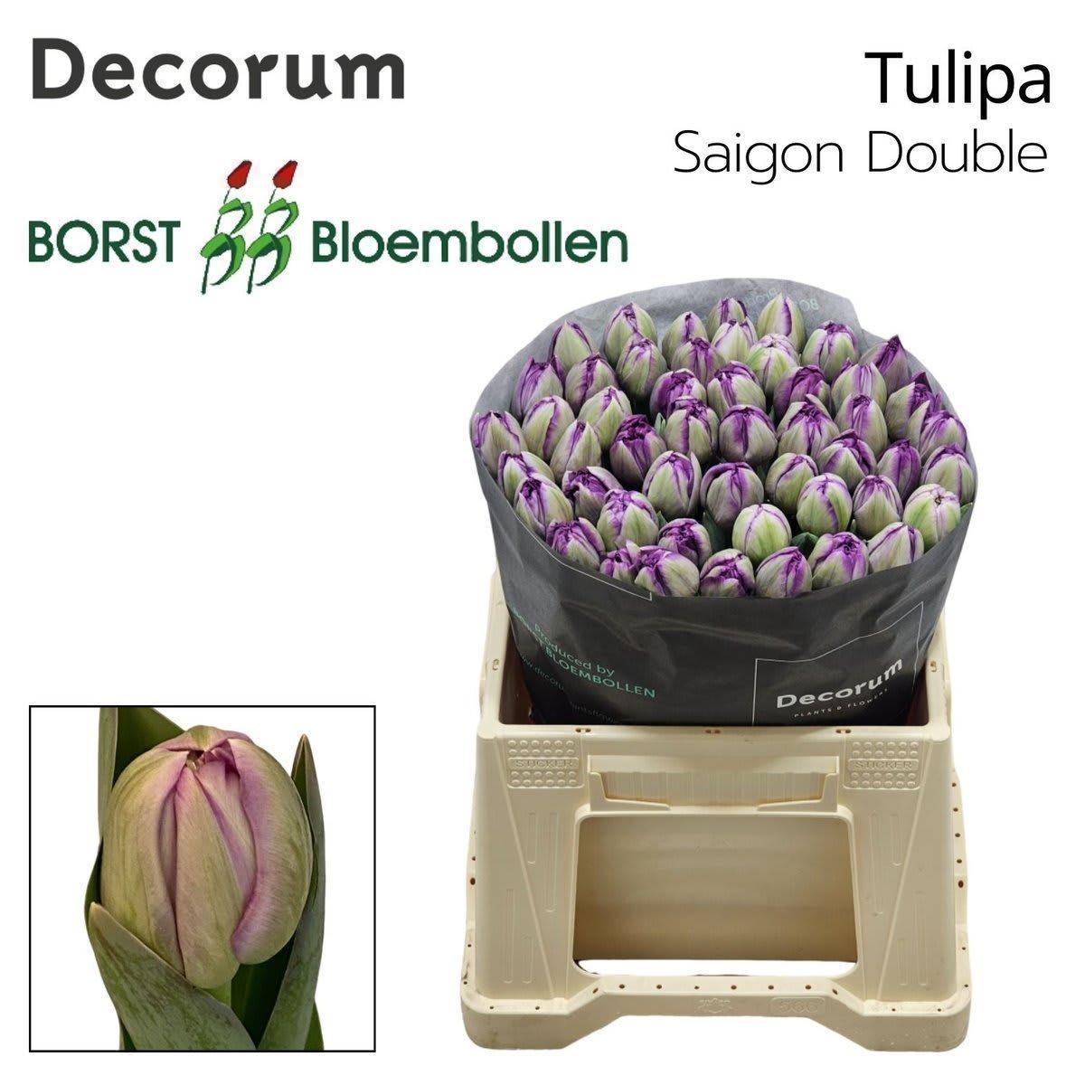 Срезанные цветы оптом Tulipa do saigon double от 50шт из Голландии с доставкой по России