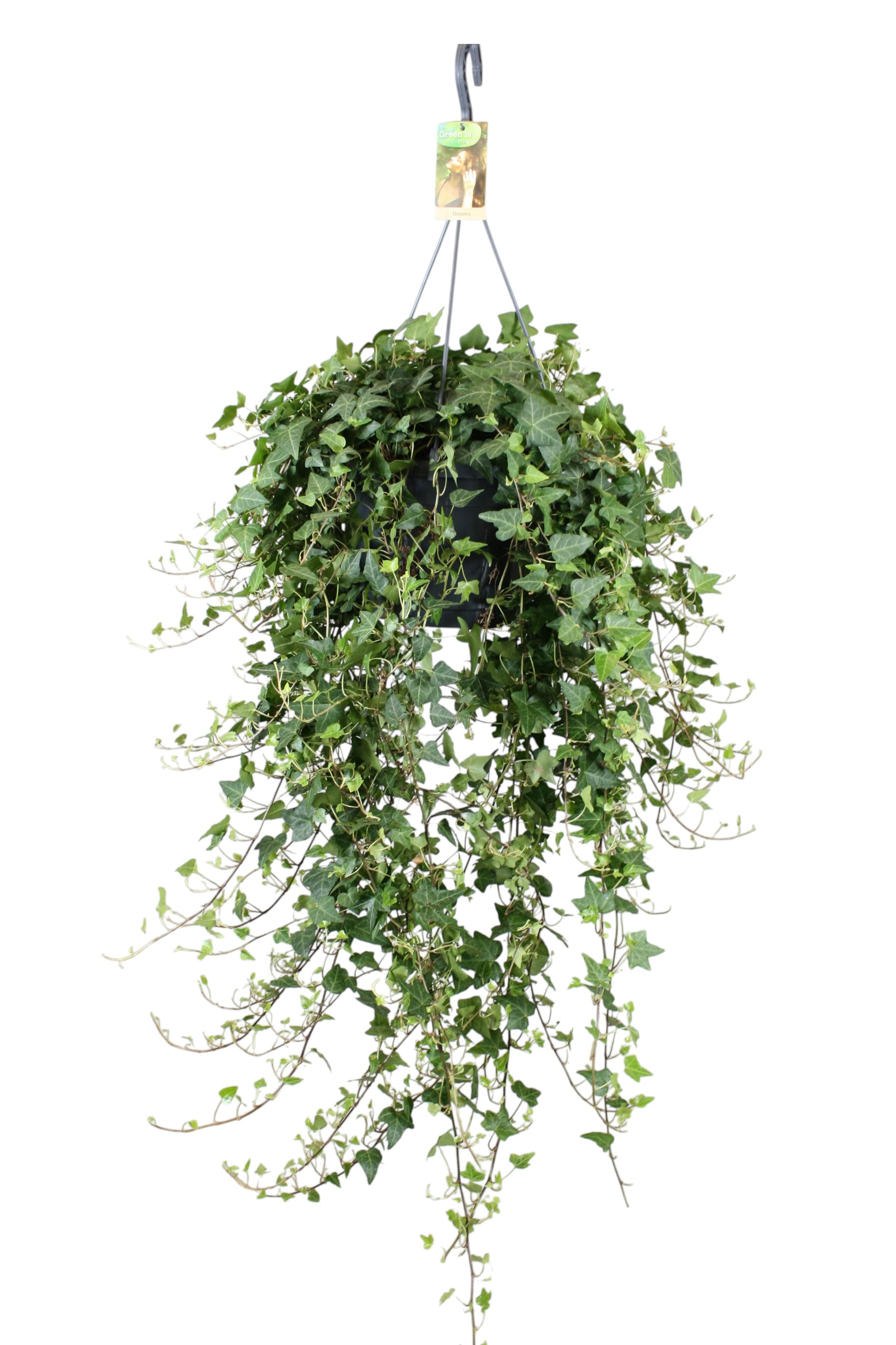 Горшечные цветы и растения оптом Hedera Helix Anna Hang/xxl от 1шт из Голландии с доставкой по России