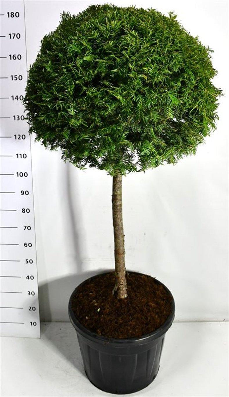 Горшечные цветы и растения оптом Taxus Baccata On Stem от 1шт из Голландии с доставкой по России