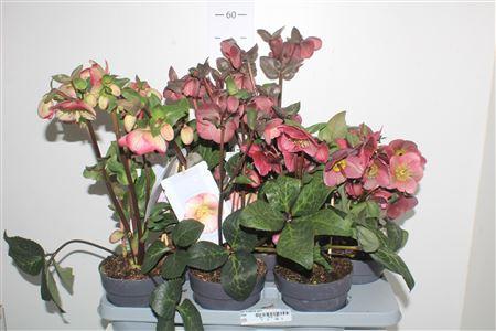 Горшечные цветы и растения оптом Hell Frostkiss Gem от 6шт из Голландии с доставкой по России