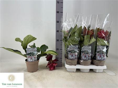 Горшечные цветы и растения оптом Medin Dolce Rossa 1 Flower от 6шт из Голландии с доставкой по России