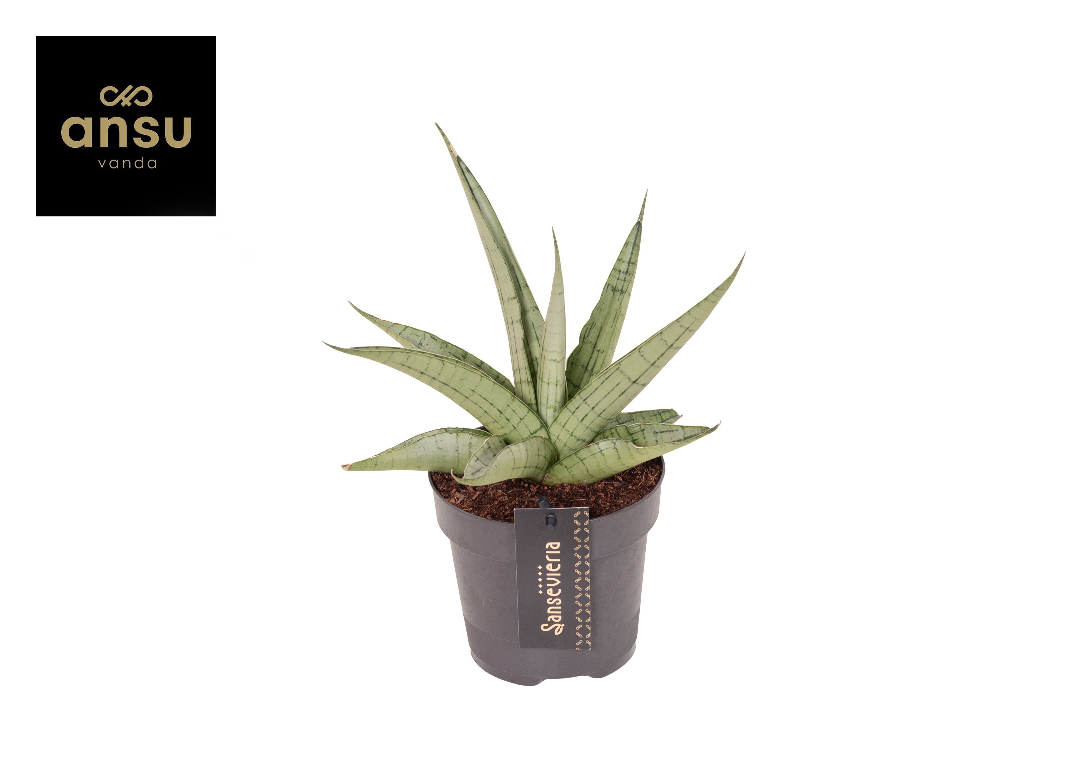 Горшечные цветы и растения оптом Sansevieria Comet Pastel Grey No. 3 от 10шт из Голландии с доставкой по России