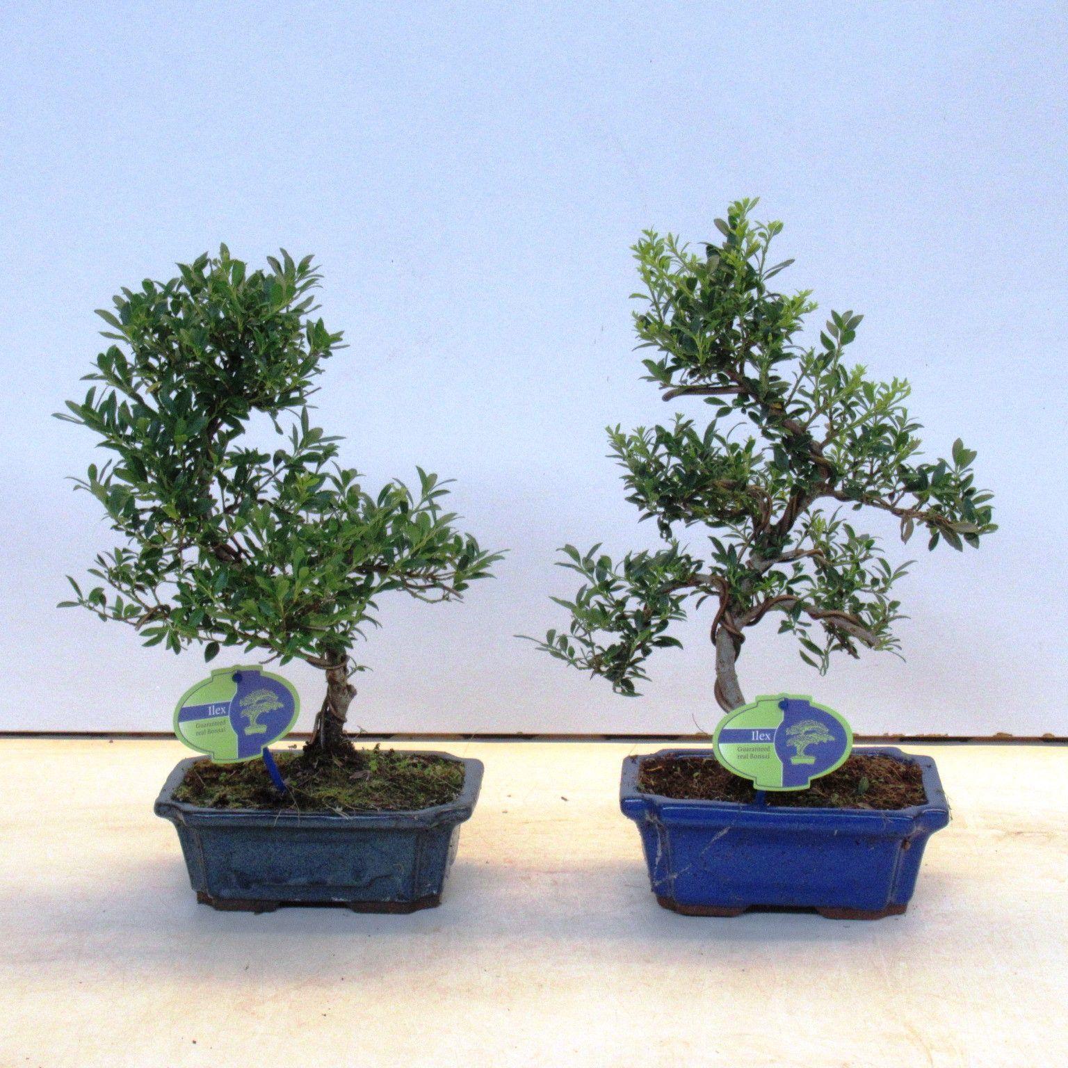 Горшечные цветы и растения оптом Bonsai Ilex Crenata,  Without Drip от 5шт из Голландии с доставкой по России