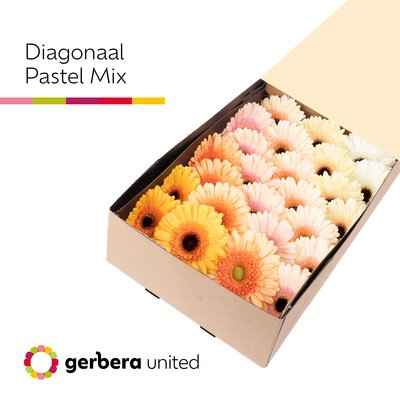 Срезанные цветы оптом Gerbera mix pastel от 50шт из Голландии с доставкой по России