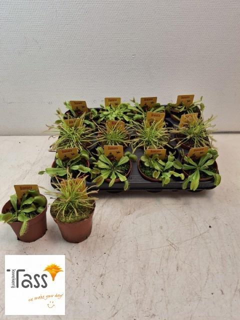 Горшечные цветы и растения оптом Dionaea Muscipula от 12шт (для телеги) из Голландии с доставкой по России