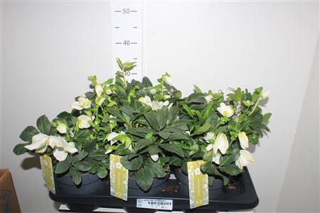 Горшечные цветы и растения оптом Hell Ni Advent Star 15 Bloemen+ от 6шт из Голландии с доставкой по России
