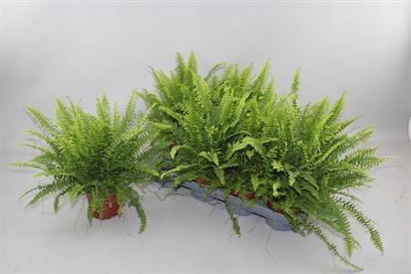 Горшечные цветы и растения оптом Nephrolepis Green Lady от 8шт из Голландии с доставкой по России