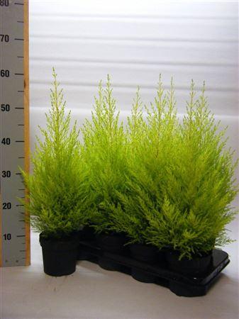 Горшечные цветы и растения оптом Cupressus Wilma от 12шт из Голландии с доставкой по России