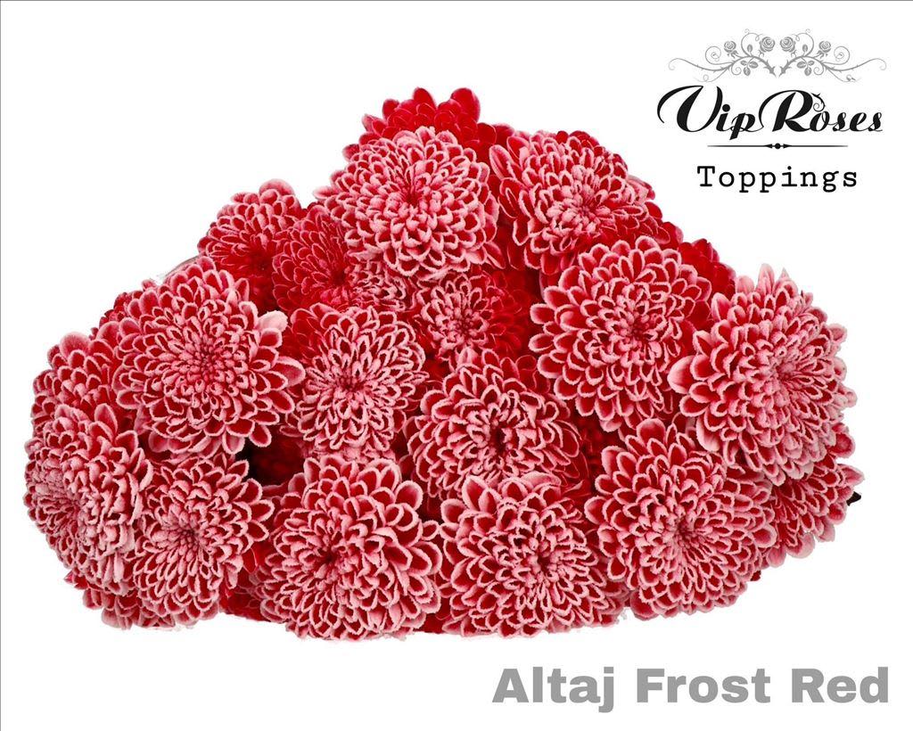 Срезанные цветы оптом Chrys sp paint altaj frost red от 20шт из Голландии с доставкой по России
