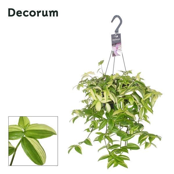 Горшечные цветы и растения оптом Tradescantia Yellow Hill Hangpot (decorum) от 6шт из Голландии с доставкой по России