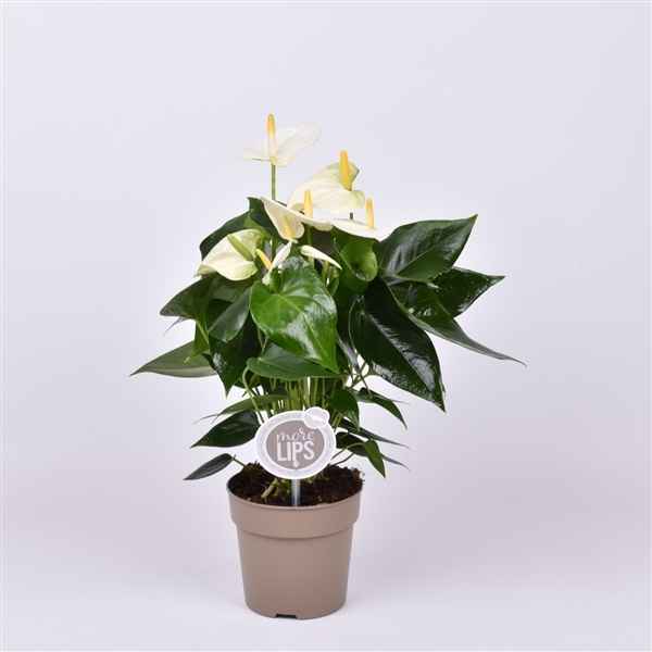 Горшечные цветы и растения оптом Anth An Cocos 4+ (morelips) от 10шт из Голландии с доставкой по России