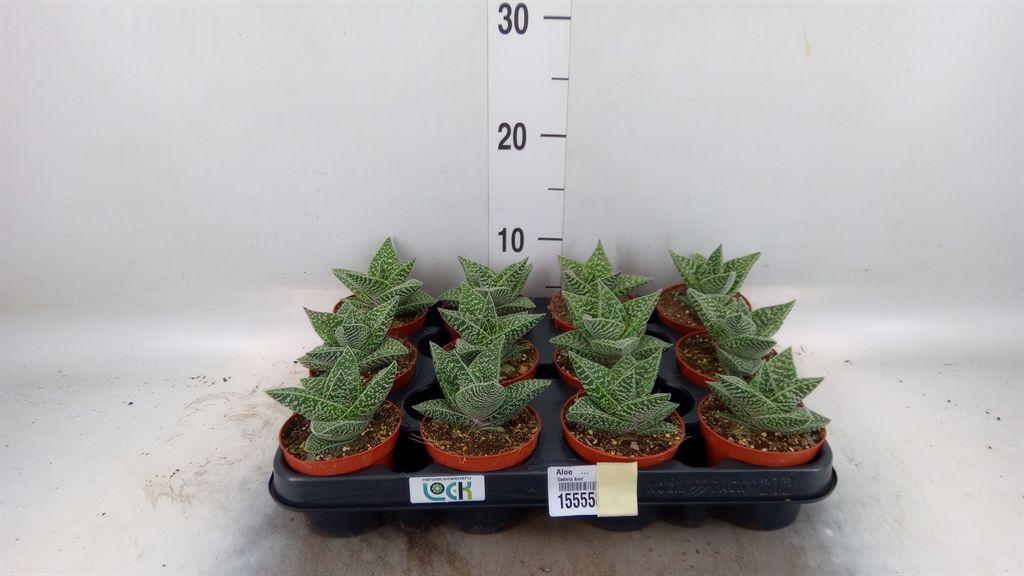 Горшечные цветы и растения оптом Aloe   ... от 12шт (для телеги) из Голландии с доставкой по России