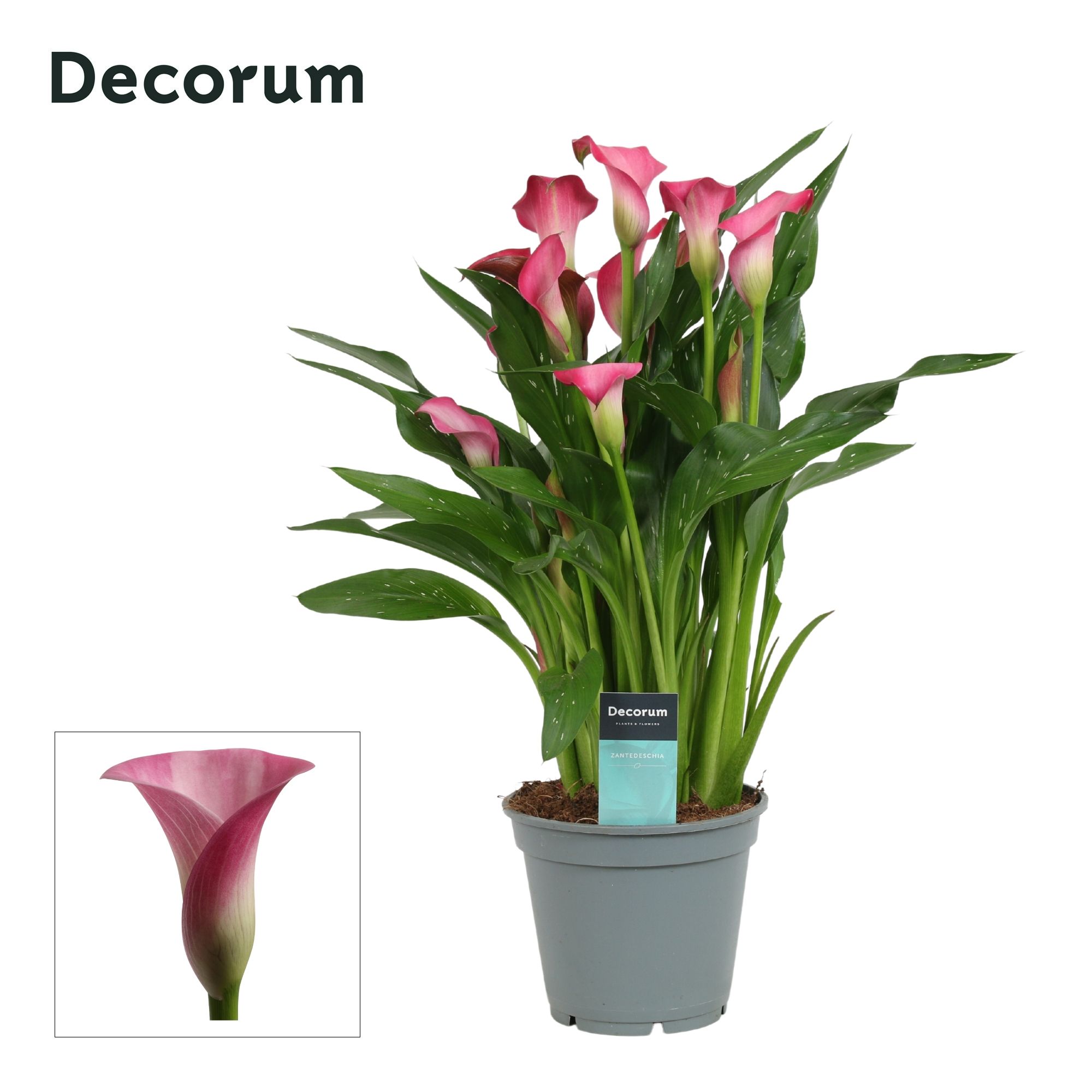 Горшечные цветы и растения оптом Zantedeschia Pink (decorum) от 6шт из Голландии с доставкой по России