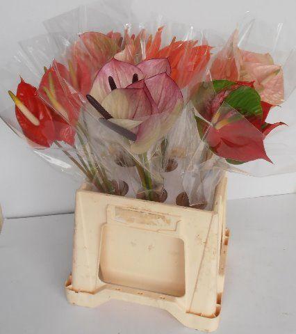 Срезанные цветы оптом Anthurium mix in box от 30шт из Голландии с доставкой по России