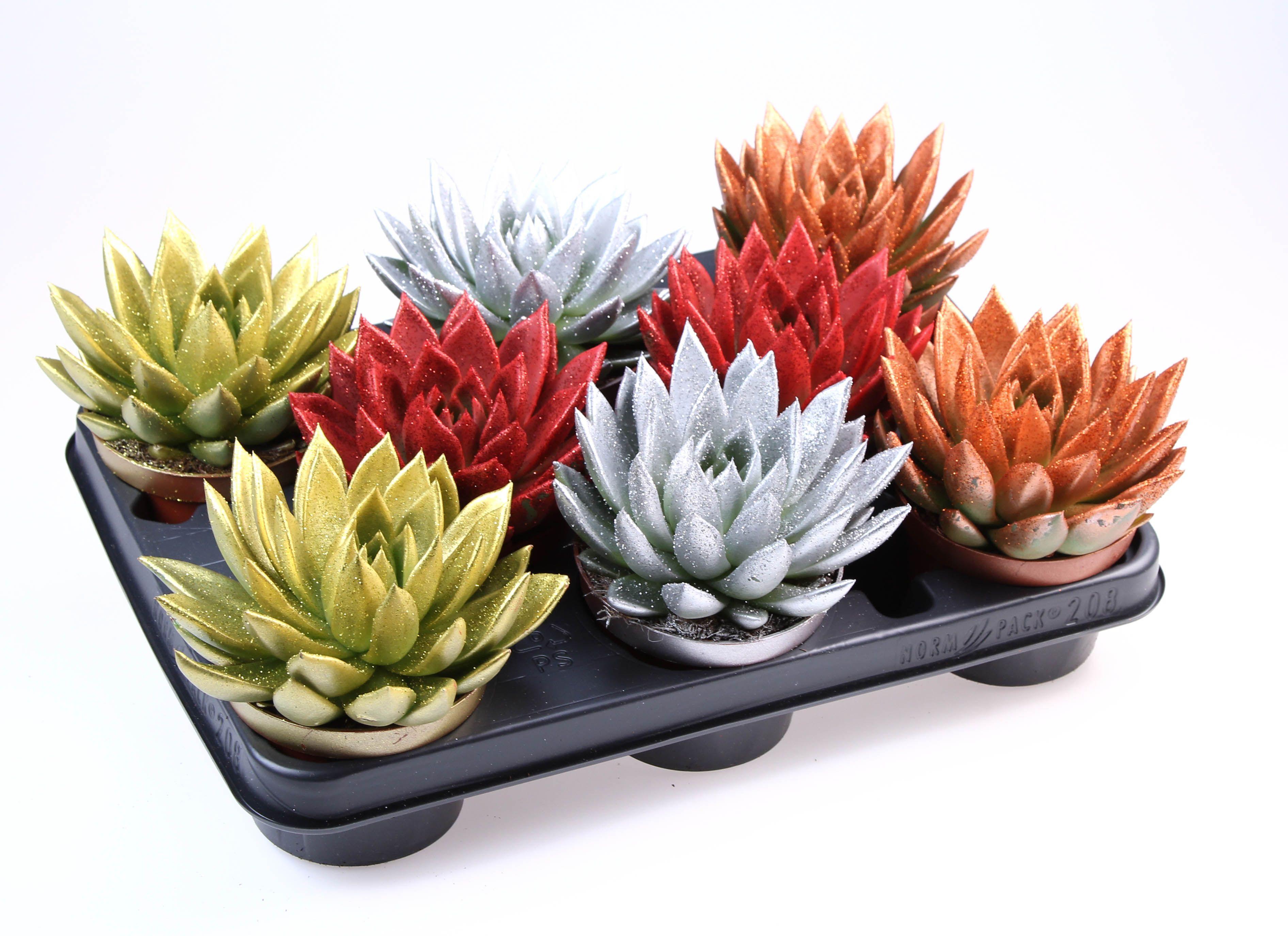 Горшечные цветы и растения оптом Echeveria Miranda Glitter Mix от 8шт из Голландии с доставкой по России