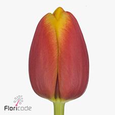 Срезанные цветы оптом Tulipa si tropicana от 100шт из Голландии с доставкой по России