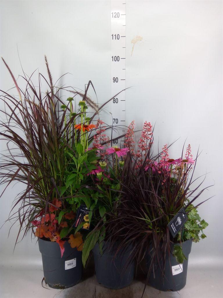 Горшечные цветы и растения оптом Vaste Pltn   ...mix 3  [perennials] от 1шт из Голландии с доставкой по России