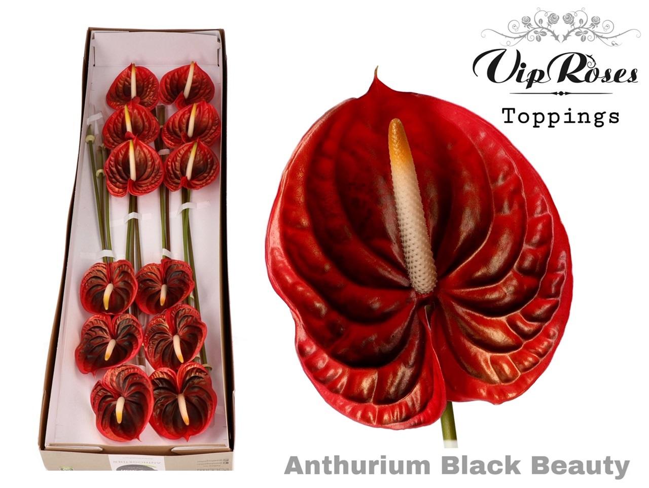 Срезанные цветы оптом Anthurium paint black beauty от 12шт из Голландии с доставкой по России