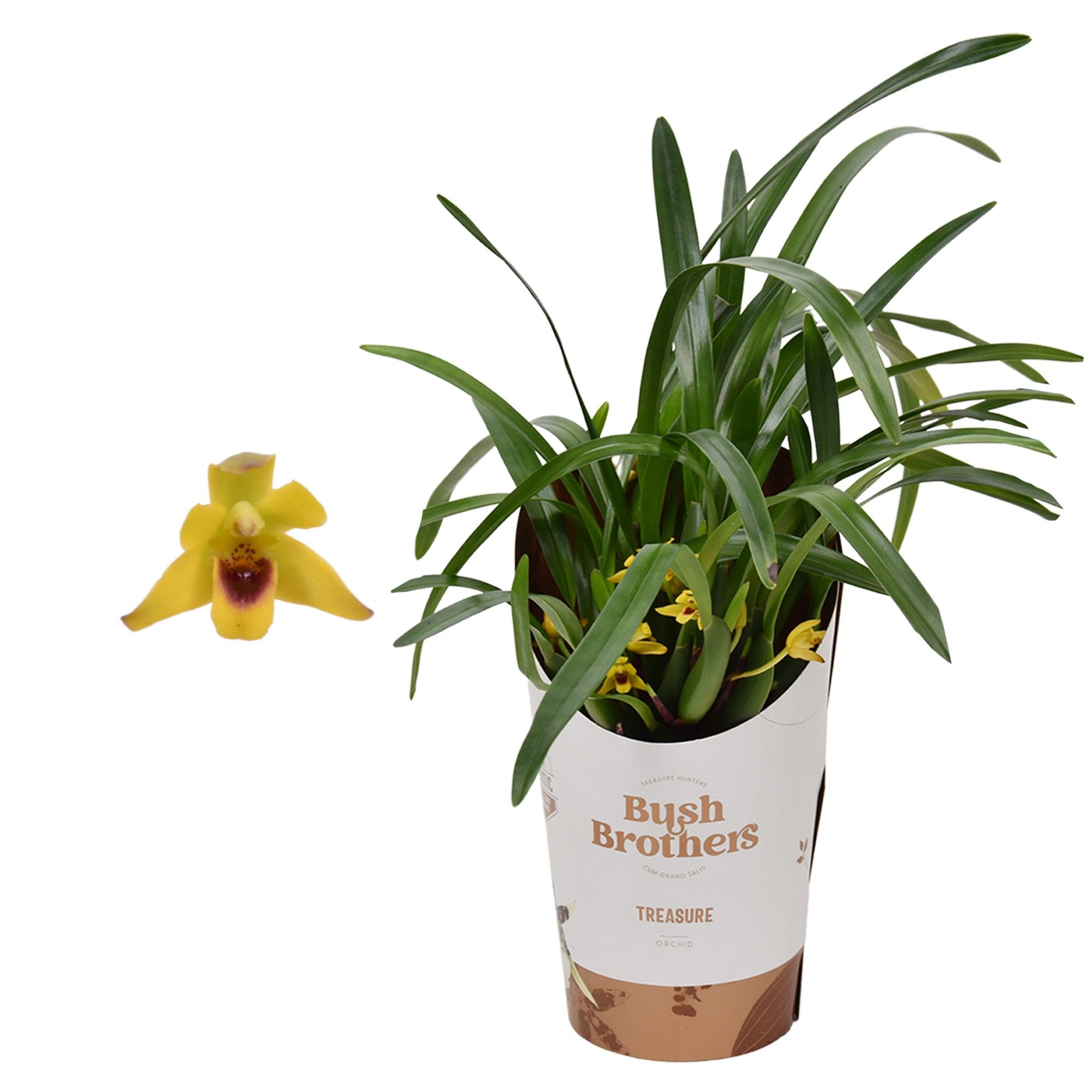 Горшечные цветы и растения оптом Maxillaria от 6шт (для телеги) из Голландии с доставкой по России