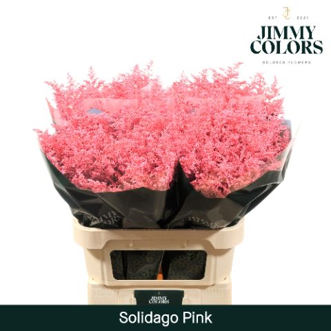 Срезанные цветы оптом Solidago paint pink от 100шт из Голландии с доставкой по России