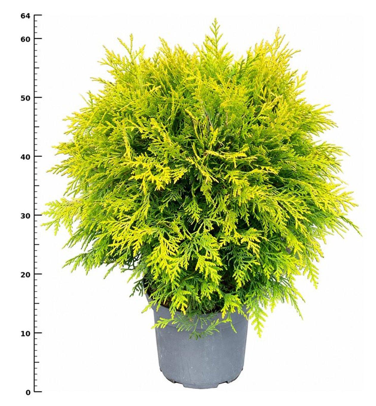 Горшечные цветы и растения оптом Thuja Occ Golden Globe от 1шт из Голландии с доставкой по России