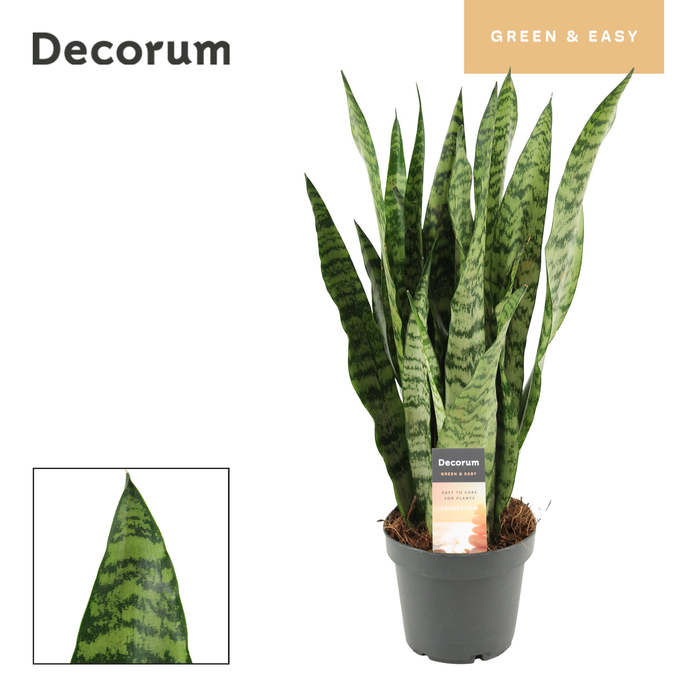Горшечные цветы и растения оптом Sansevieria Wintergreen (decorum) от 10шт из Голландии с доставкой по России