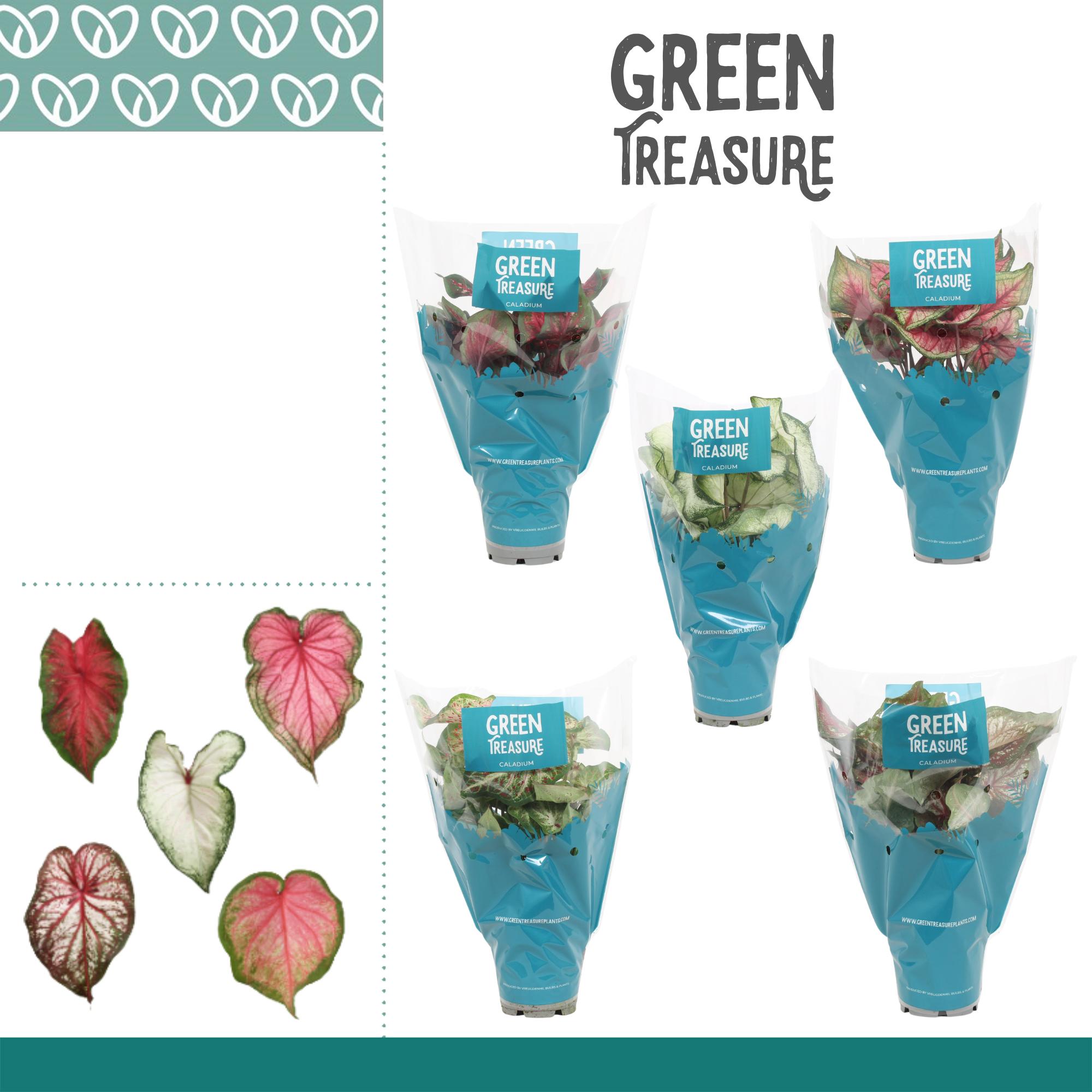 Горшечные цветы и растения оптом Caladium Mix In Sleeve от 6шт из Голландии с доставкой по России