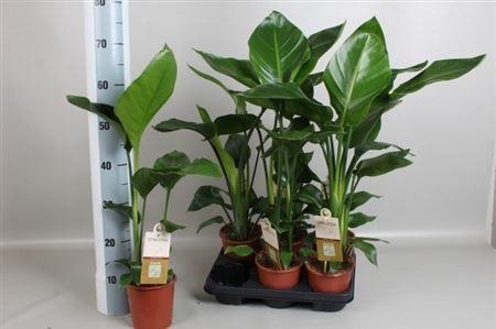 Горшечные цветы и растения оптом Strelitzia Nicolai 2 Pp от 6шт из Голландии с доставкой по России