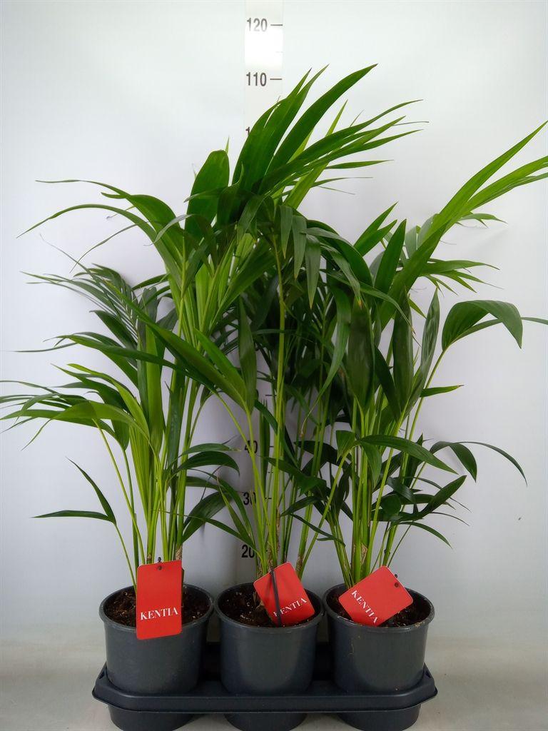 Горшечные цветы и растения оптом Howea Forsteriana от 3шт из Голландии с доставкой по России