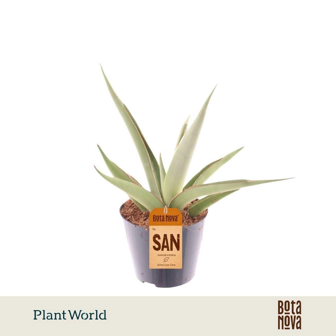 Горшечные цветы и растения оптом Sansevieria Silver Syreni от 12шт (для телеги) из Голландии с доставкой по России