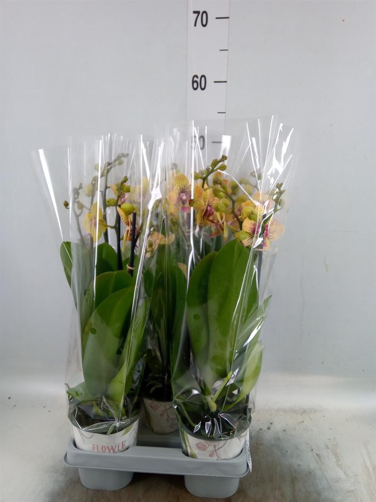 Горшечные цветы и растения оптом Phalaenopsis   ...yellow от 5шт из Голландии с доставкой по России