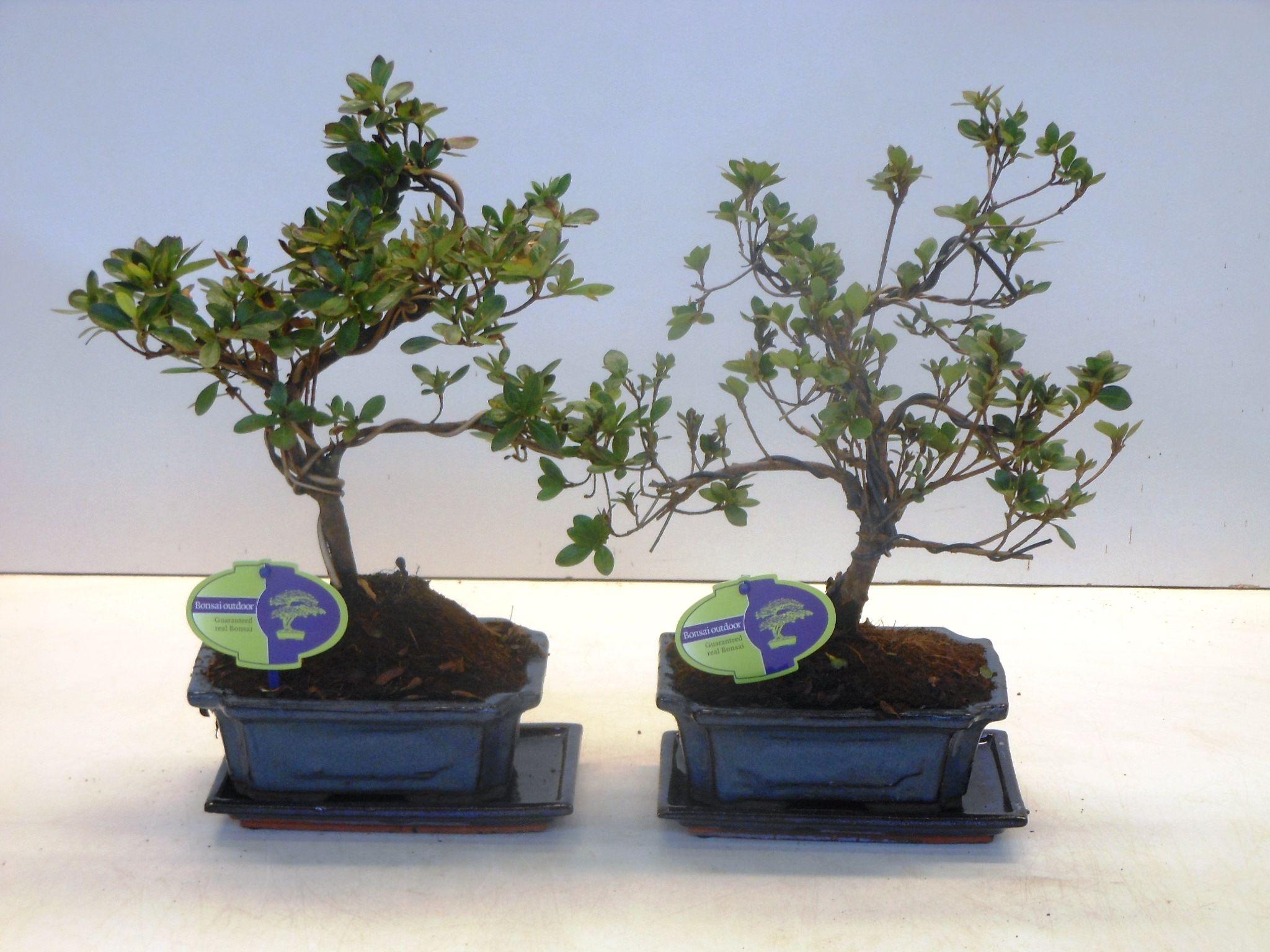Горшечные цветы и растения оптом Bonsai Rhododendron Indicum от 5шт из Голландии с доставкой по России