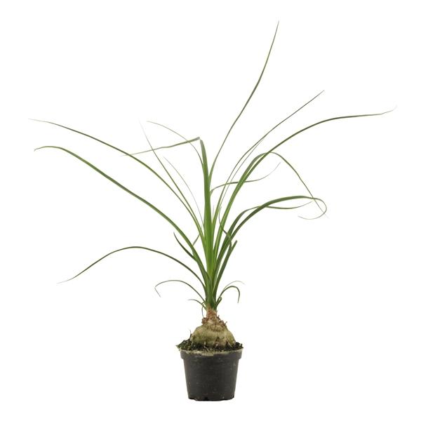 Горшечные цветы и растения оптом Beaucarnea Bol от 14шт (для телеги) из Голландии с доставкой по России