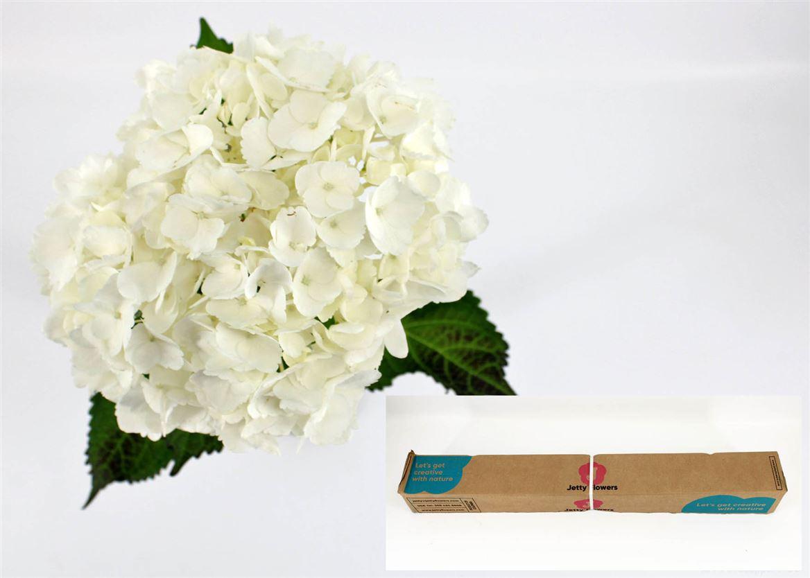 Срезанные цветы оптом Hydrangea therese от 12шт из Голландии с доставкой по России