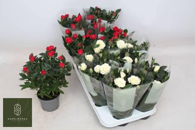 Горшечные цветы и растения оптом Ro Kordana Gem от 12шт из Голландии с доставкой по России