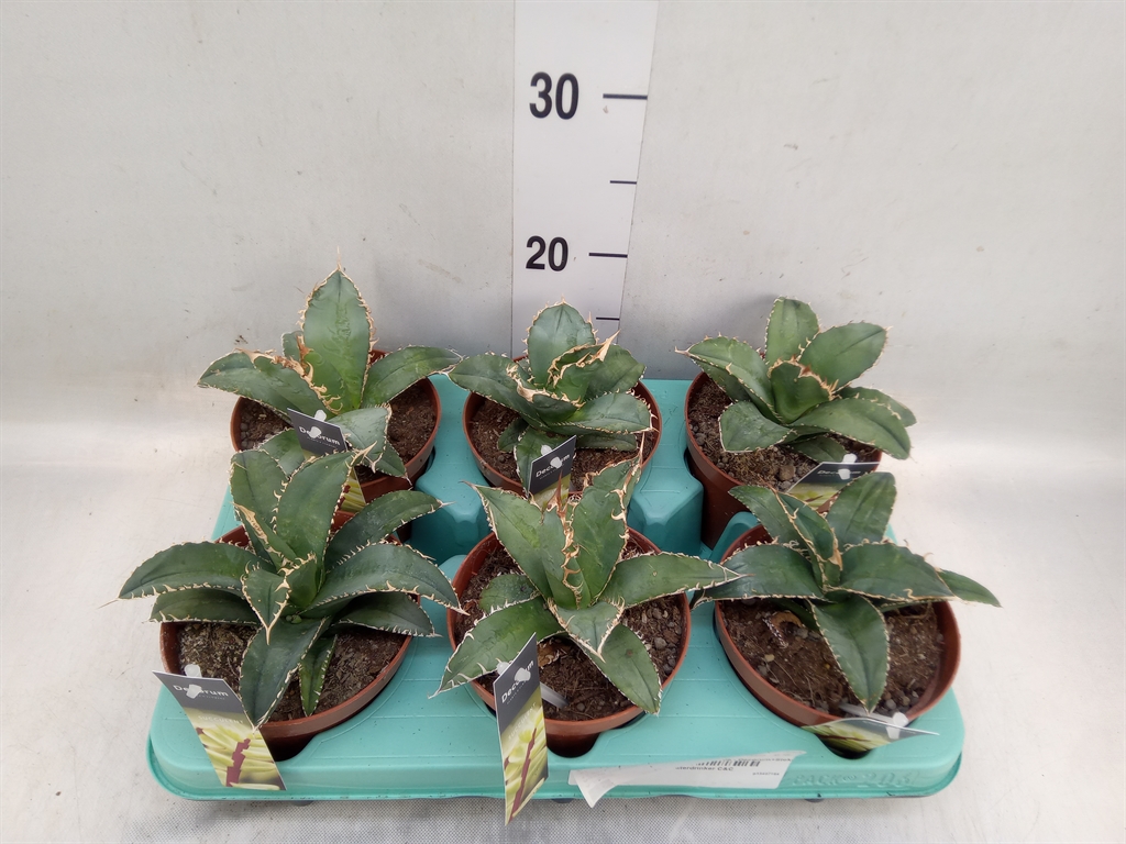 Горшечные цветы и растения оптом Agave   ... от 6шт из Голландии с доставкой по России