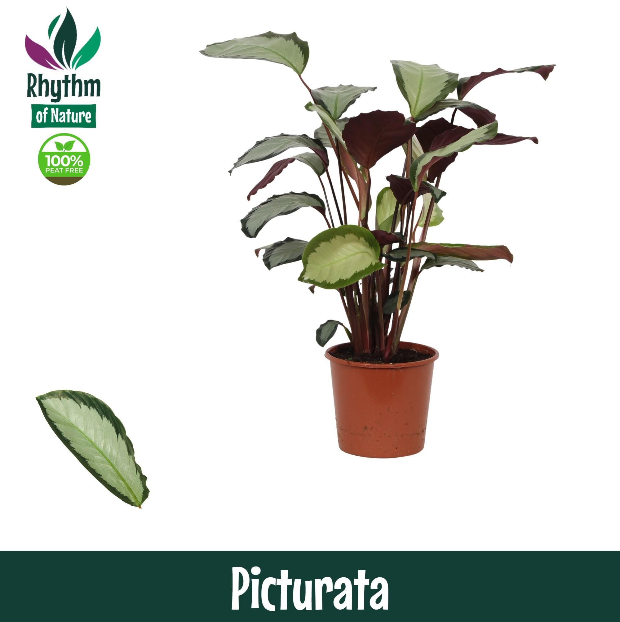 Горшечные цветы и растения оптом Calathea Picturata (rhythm Of Nature) от 6шт из Голландии с доставкой по России