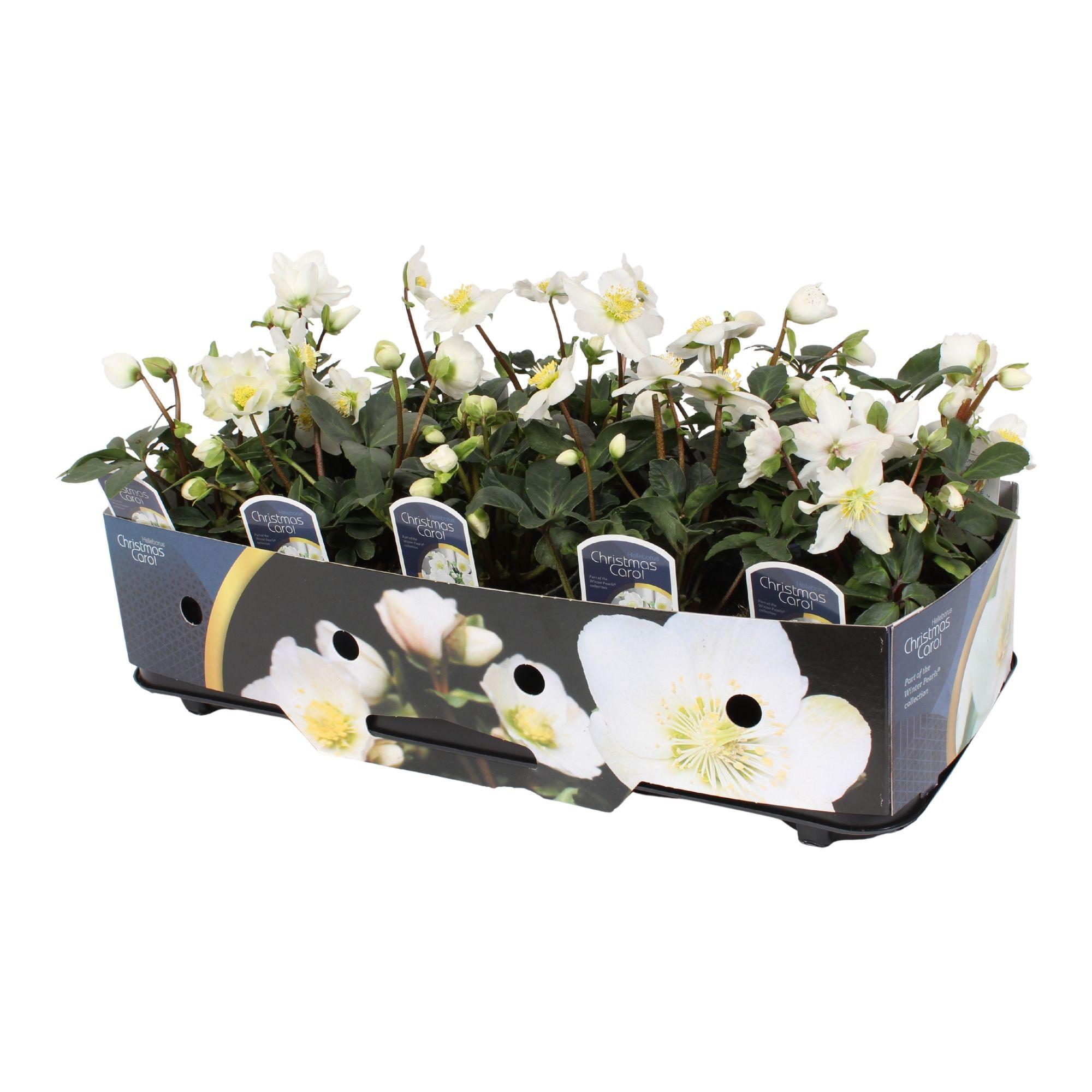 Горшечные цветы и растения оптом Helleborus N. Christmas Carol 12cm (s) Met Kraag от 10шт из Голландии с доставкой по России