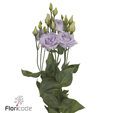 Срезанные цветы оптом Lisianthus do alissa lavender от 40шт из Голландии с доставкой по России