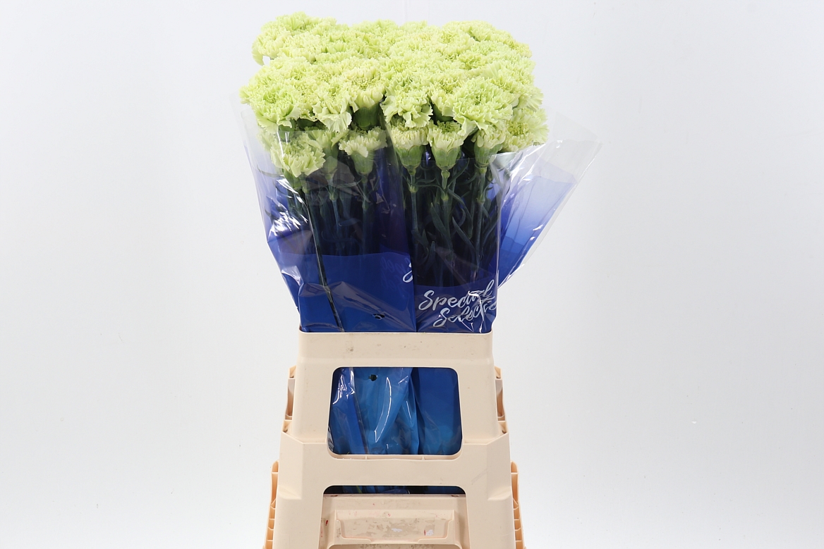 Срезанные цветы оптом Dianthus st goblin от 80шт из Голландии с доставкой по России