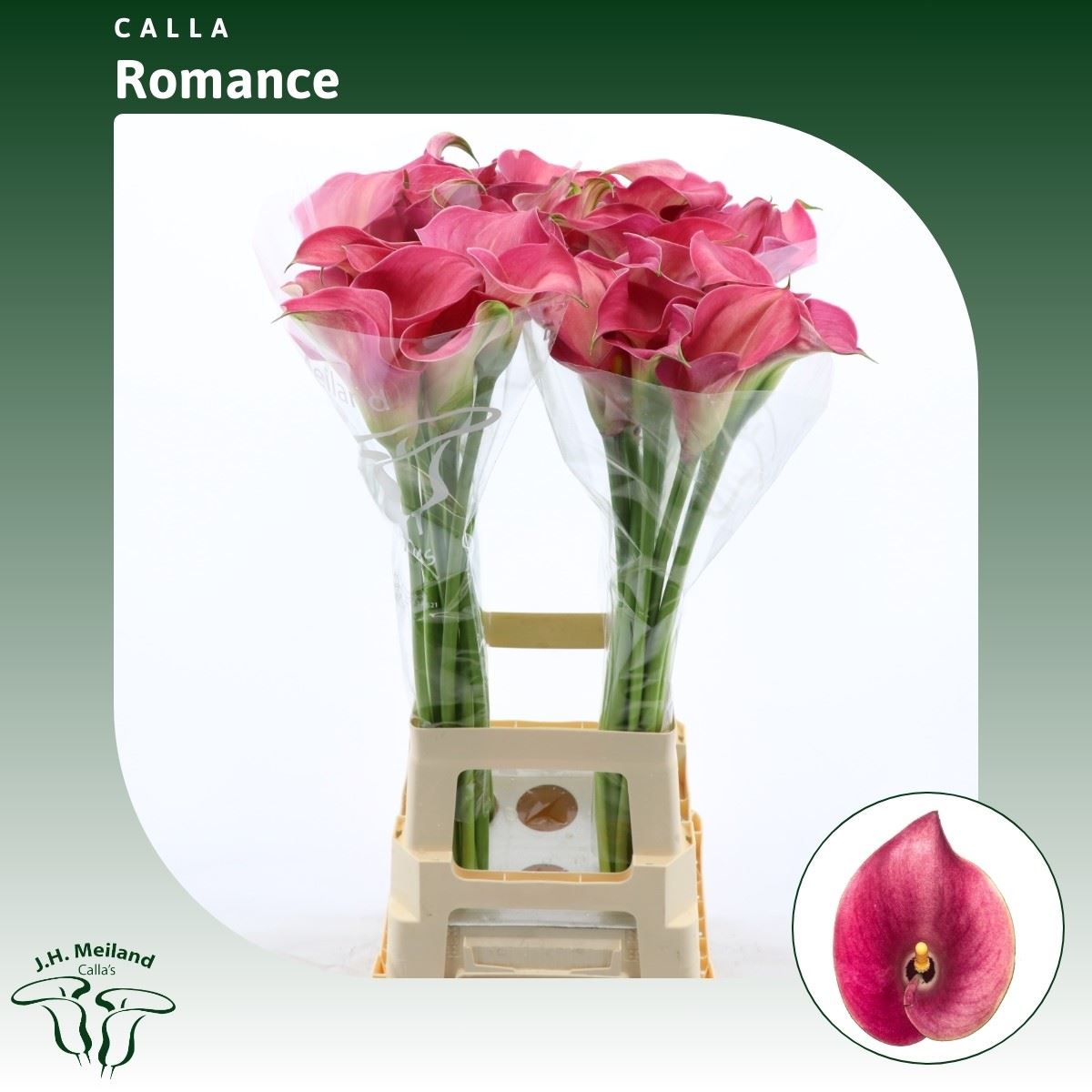 Срезанные цветы оптом Zantedeschia captain romance от 40шт из Голландии с доставкой по России